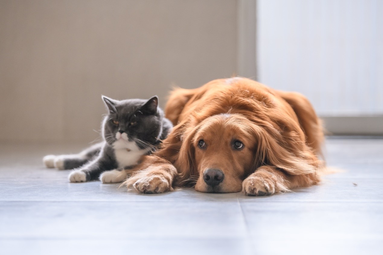 A cat and golden retriever laying down