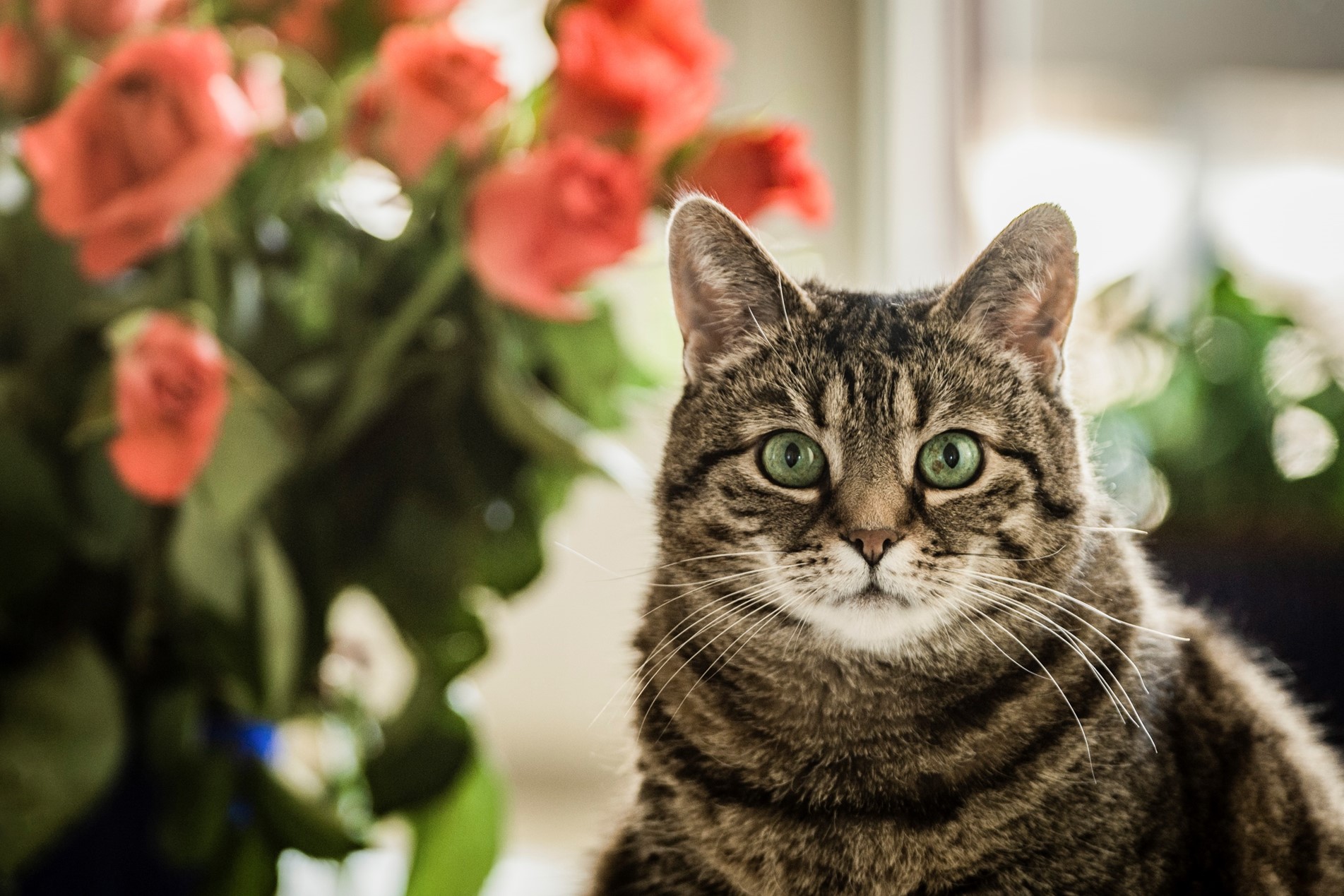 Cat beside flowers
