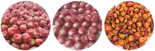 Bi-color Pet Kibbles Extruding Line
